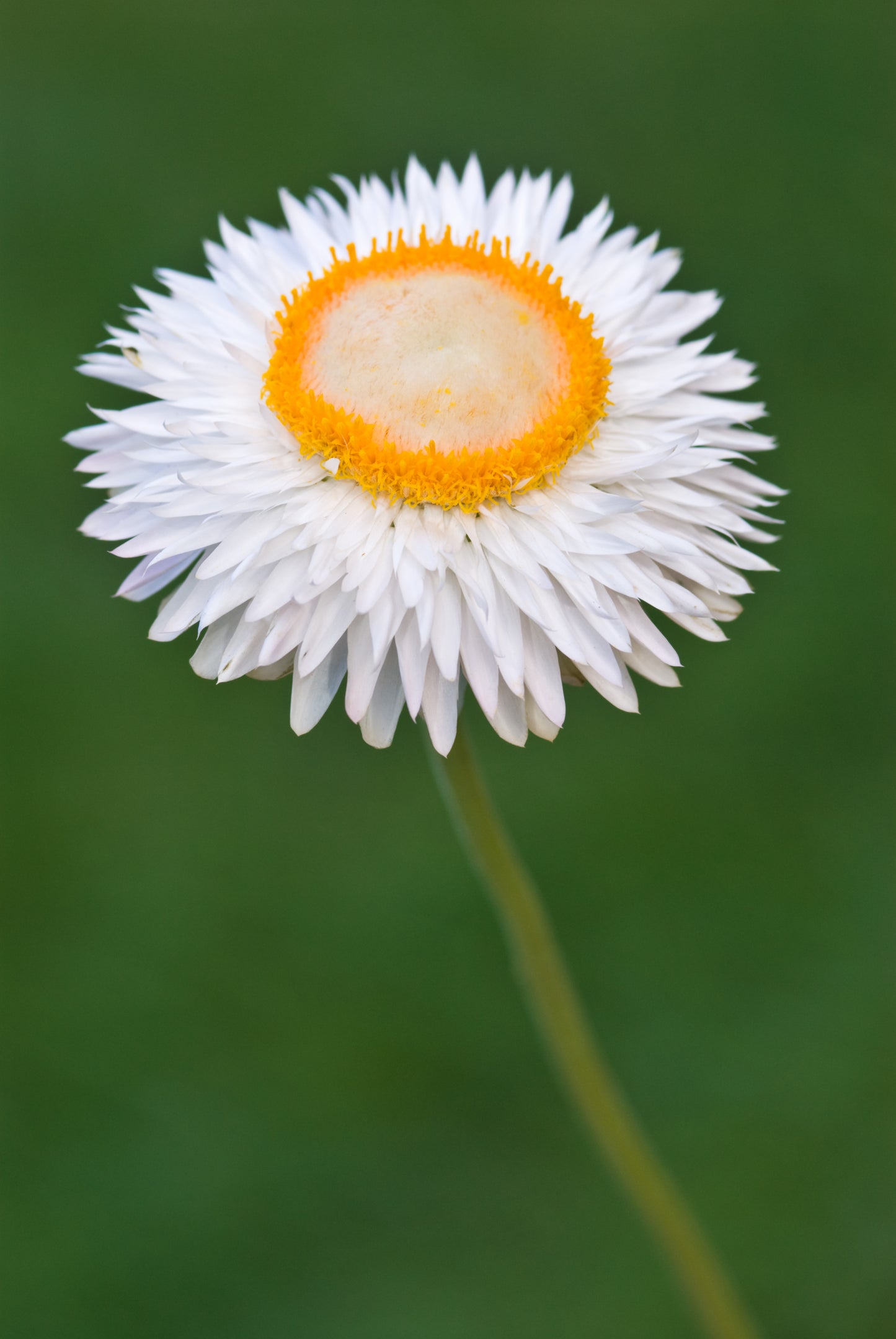100 WHITE DOUBLE STRAWFLOWER Helichrysum Monstrosum Xerochrysum Bracteatum Flower Seeds