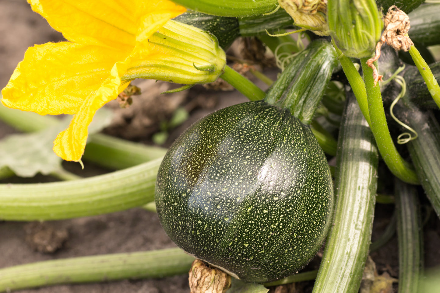 50 ROUND ZUCCHINI Summer SQUASH Cucurbita Pepo Vegetable Seeds