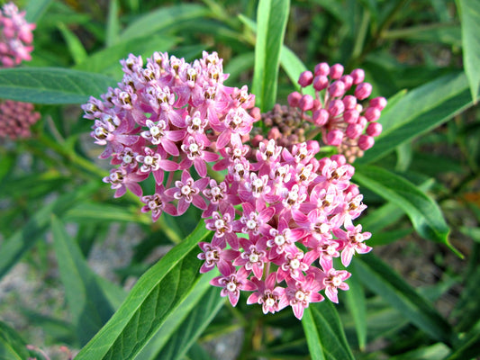 100 PINK MILKWEED Common Asclepias Syriaca Monarch Flower Seeds