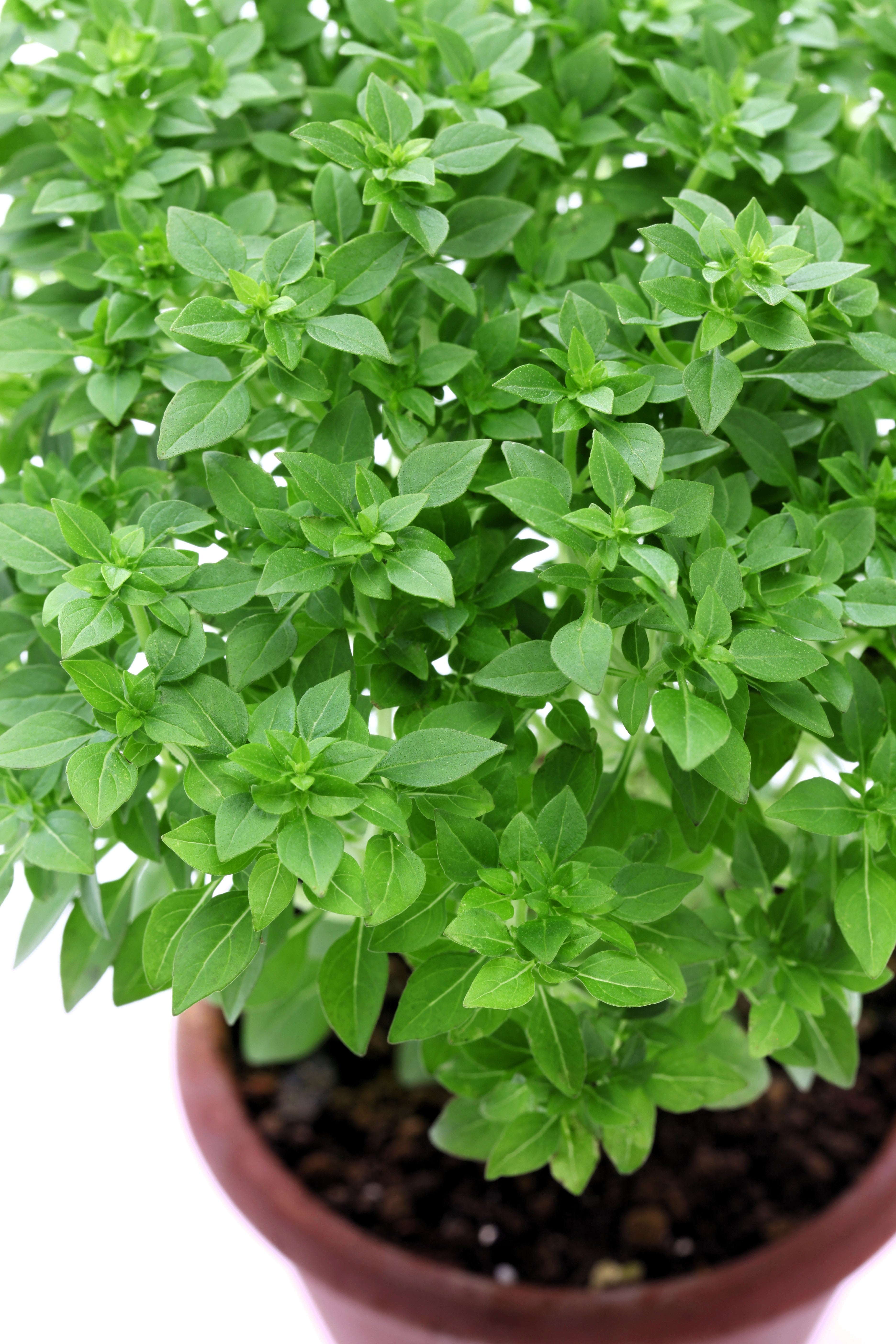 500 DWARF GREEK BASIL Ocimum Basilicum Fragrant Spicy Small Bright Gre ...