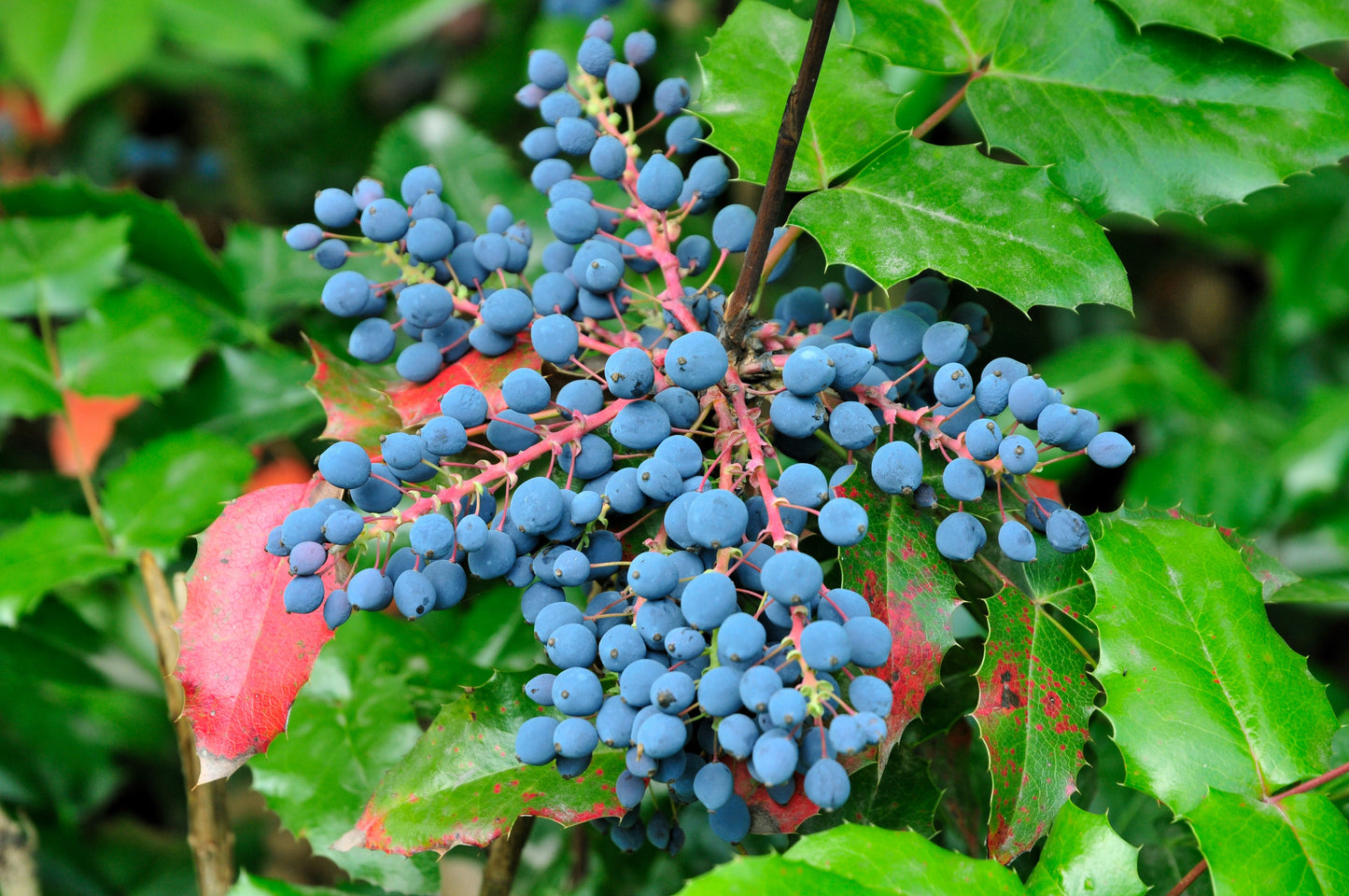 20 OREGON GRAPE Holly Fruit Vine Hollyleaved Barberry Mahonia Aquifolium Seeds