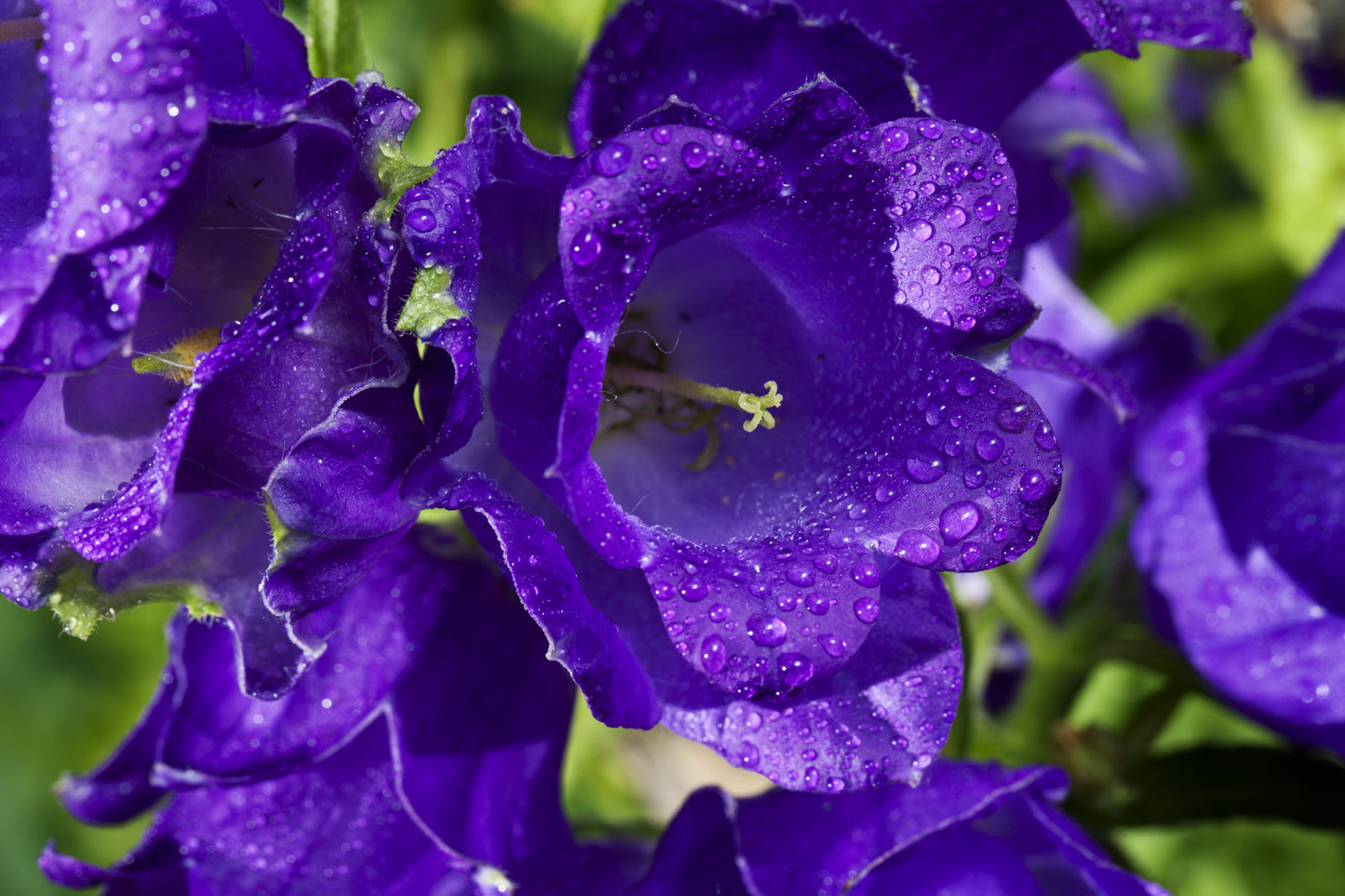 150 Mixed Colors CUP & SAUCER (Canterbury Bells) Campanula Medium Flower Seeds
