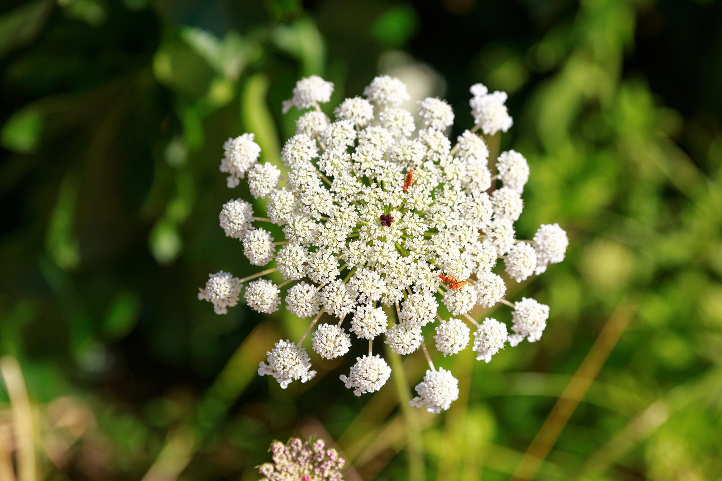 200 BISHOPS FLOWER Ammi Majus False Queen Annes Lace Seeds