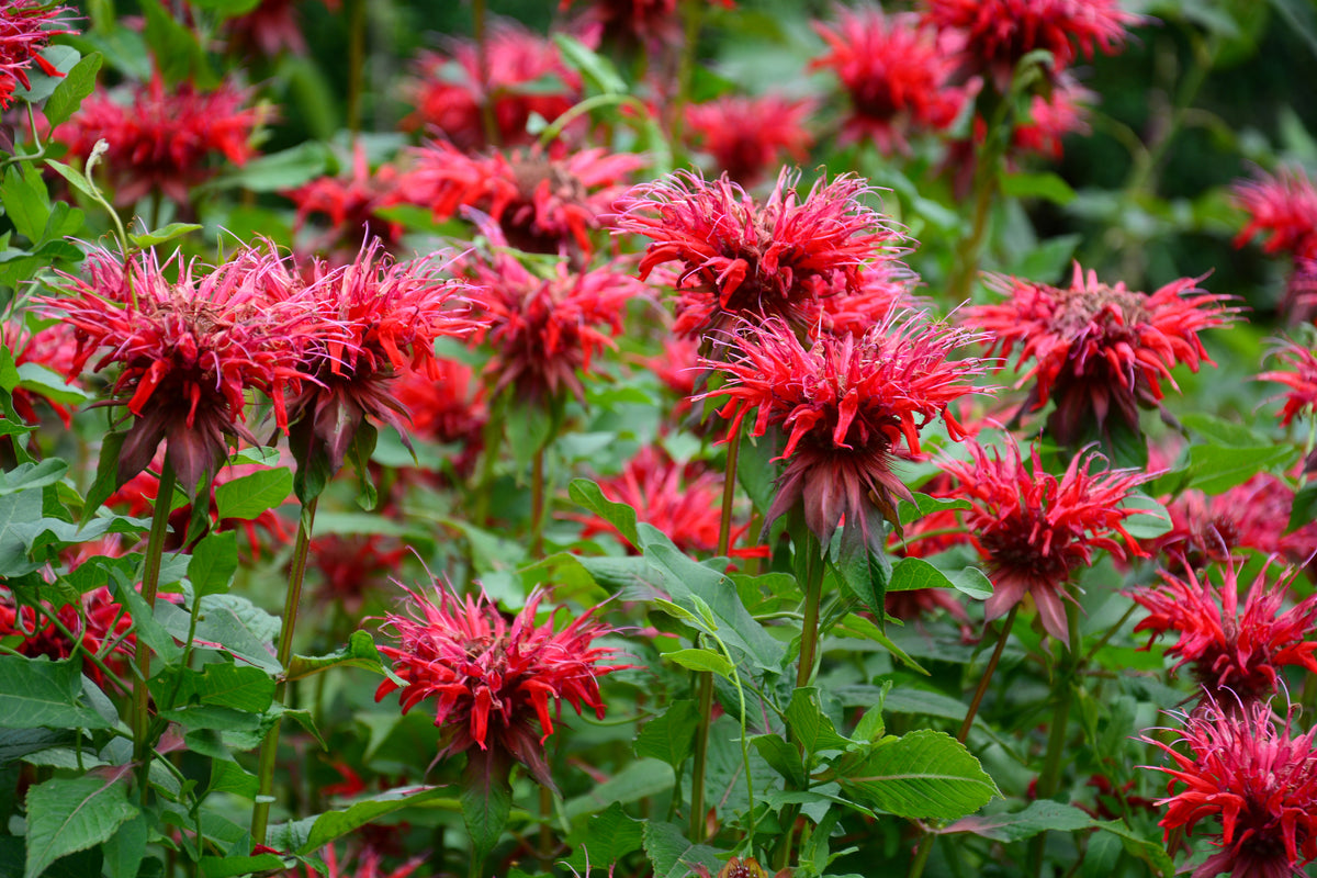 10 Panorama RED BEE BALM Monarda Didyma Oswego Tea Herb Flower Seeds ...
