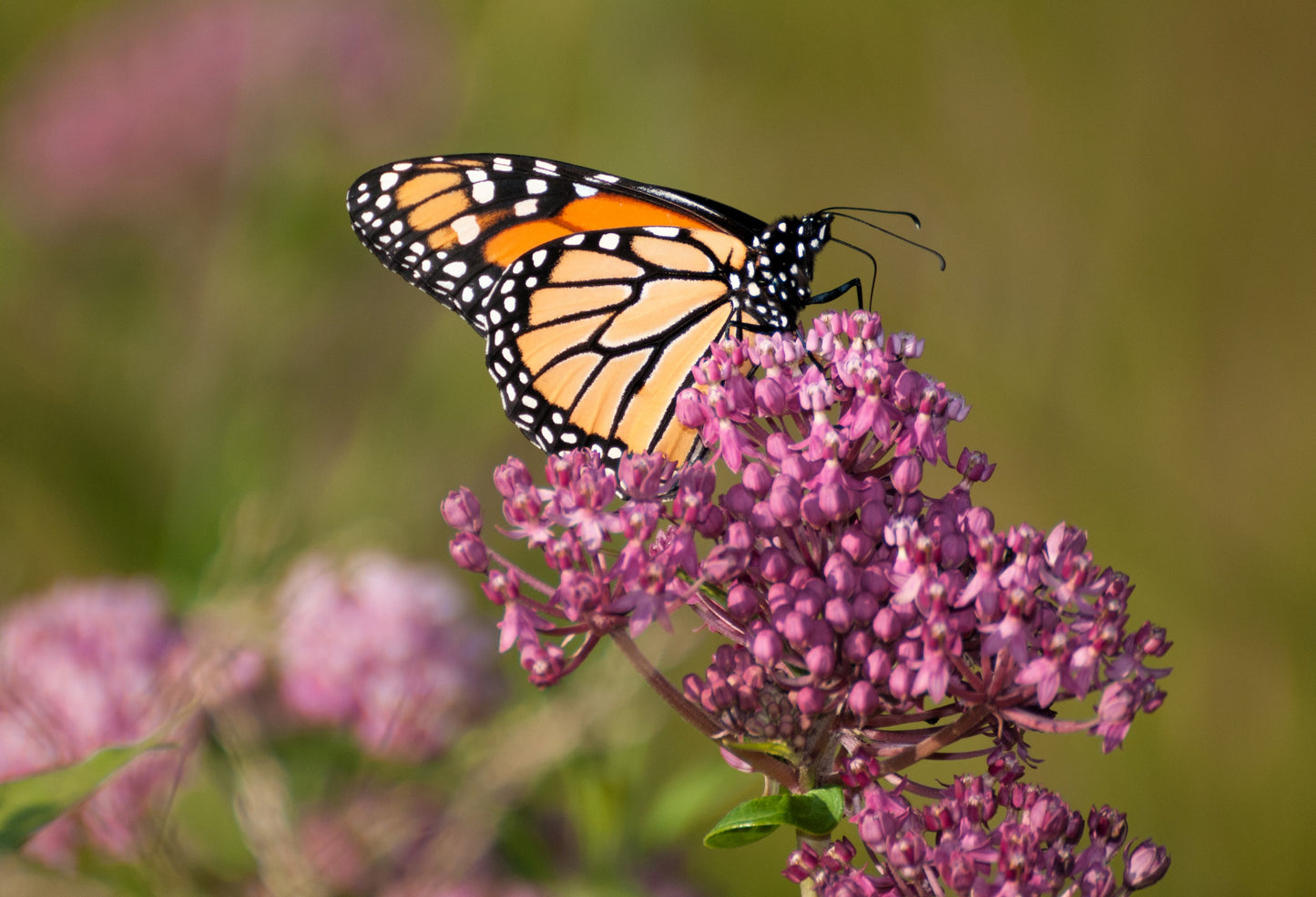 75 RED SWAMP MILKWEED Asclepias Incarnata Flower Seeds