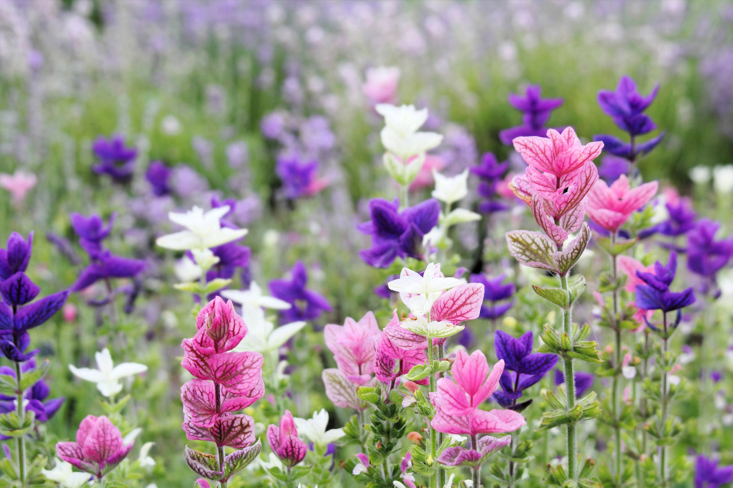 75 TRICOLOR CLARY SAGE Mix Blue Pink White Salvia Viridis Horminum Herb Flower Seeds