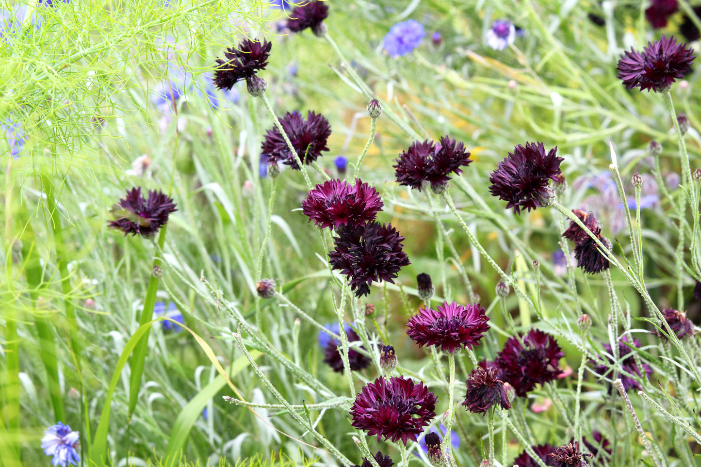 25 Black Garnet BACHELOR'S BUTTON / CORNFLOWER Centaurea Cyanus Flower Seeds