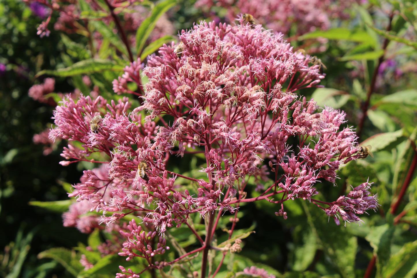 50 Pink JOE PYE WEED Eupatorium Maculatum Flower Seeds