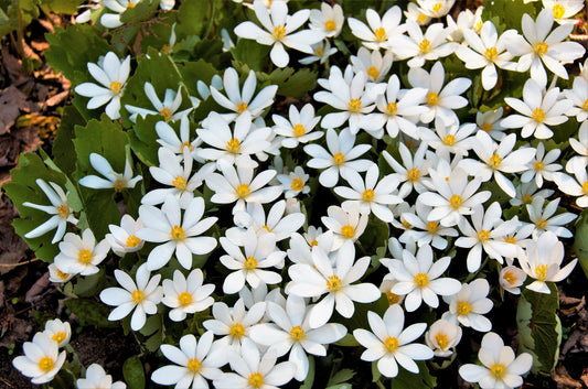 10 White BLOODROOT Sanguinaria Canadensis Shade Ground Cover Flower Seeds