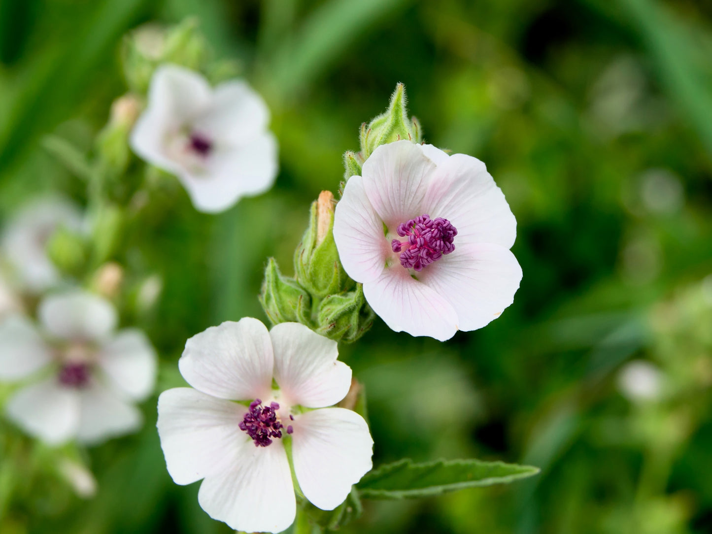 50 WHITE MARSH MALLOW Althaea Officinalis Flower Seeds