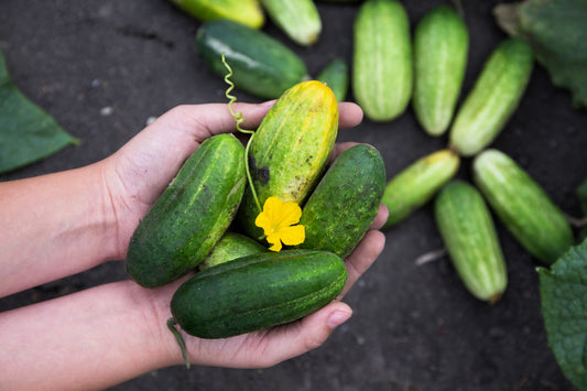 150 BOSTON PICKLING CUCUMBER Heirloom Cucumis Sativus Fruit Vegetable Seeds