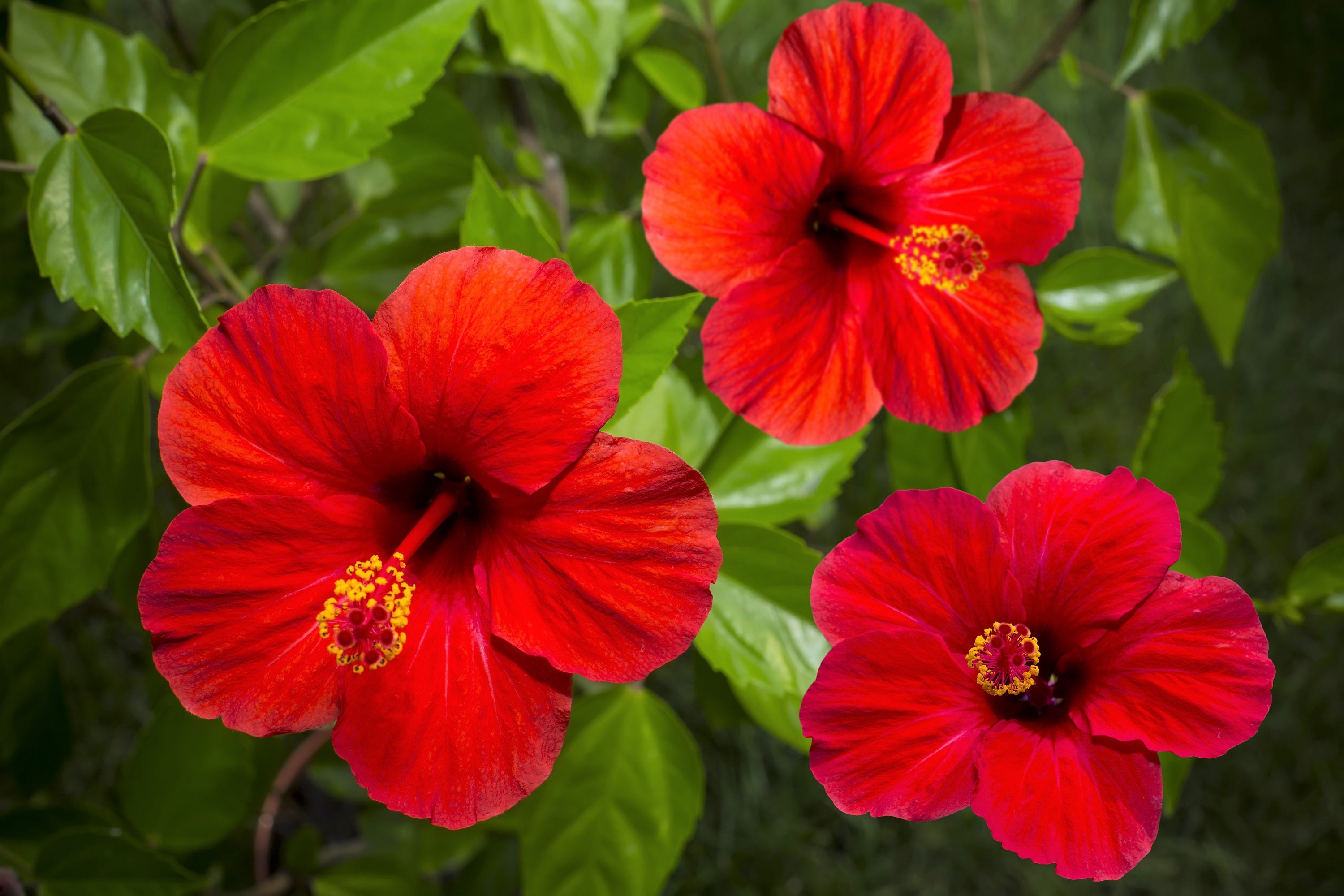 Seedville Luna Hibiscus Flower Seeds - Thumbnail 5