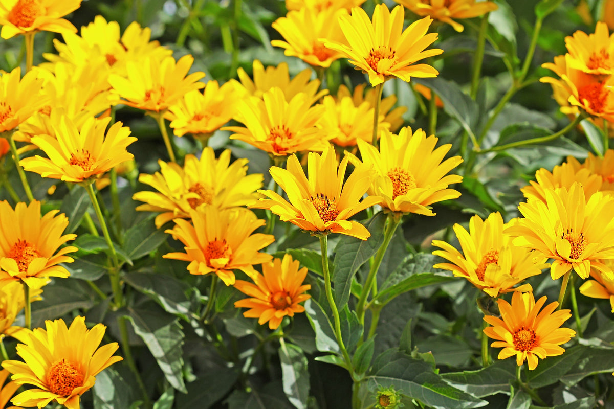 20 JERUSALEM ARTICHOKE Sunchoke Sunroot Helianthus Tuberosus Yellow Su ...