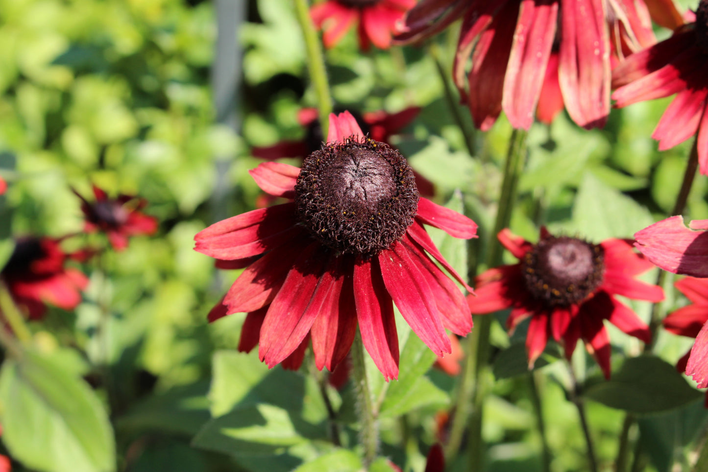 20 CHERRY BRANDY RUDBECKIA Hirta Bicolor Red Black Eyed Susan Flower Seeds