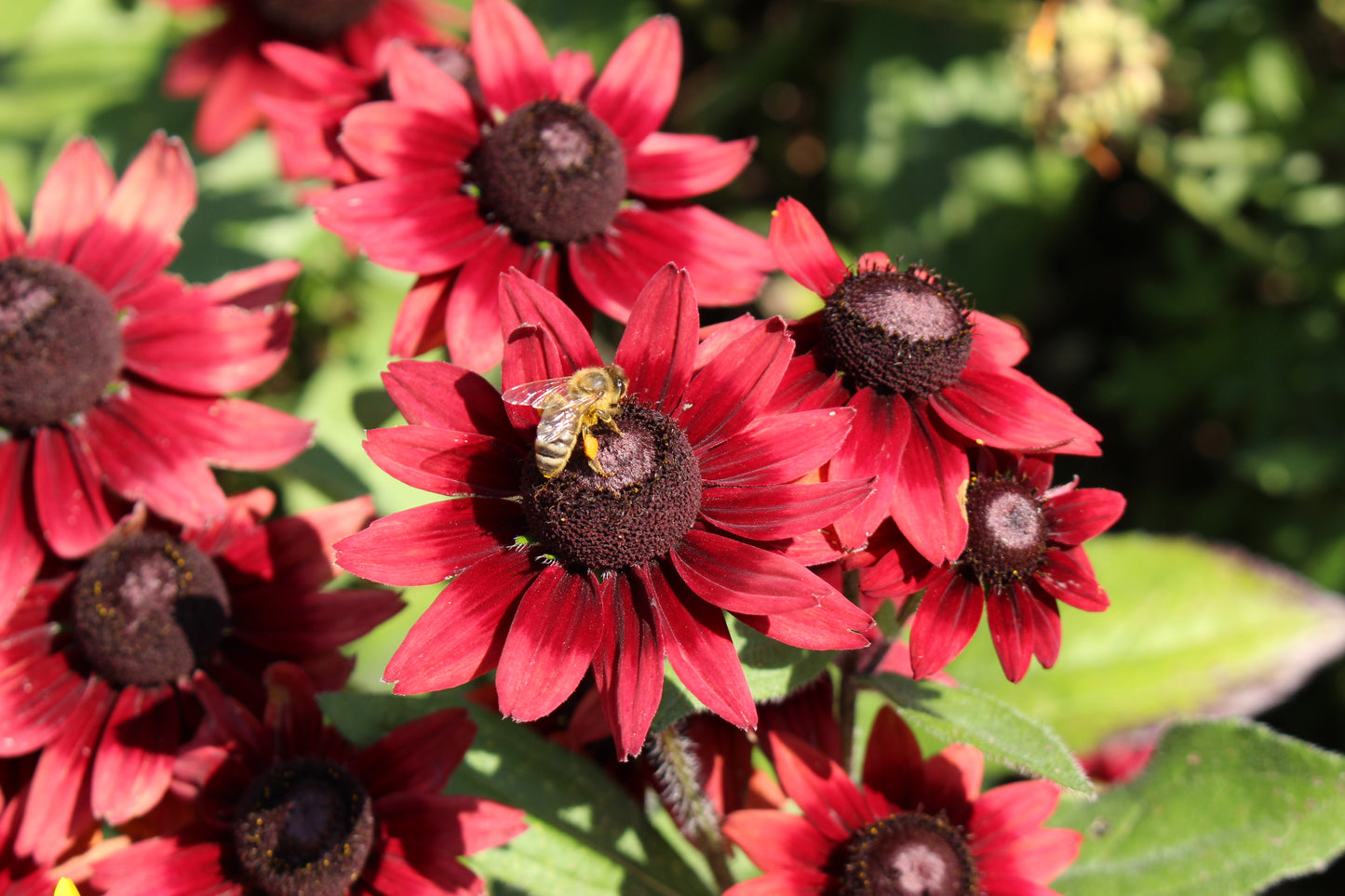 20 CHERRY BRANDY RUDBECKIA Hirta Bicolor Red Black Eyed Susan Flower Seeds