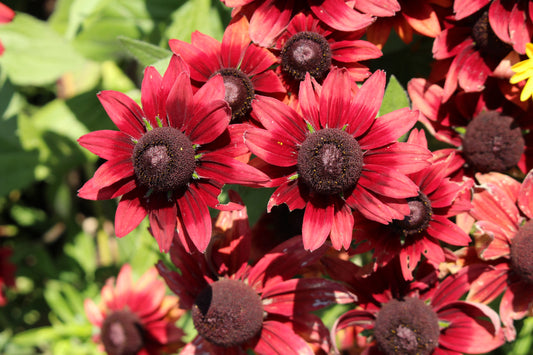 20 CHERRY BRANDY RUDBECKIA Hirta Bicolor Red Black Eyed Susan Flower Seeds