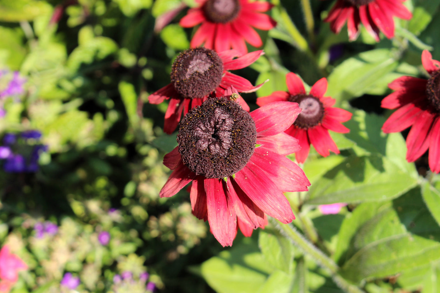 20 CHERRY BRANDY RUDBECKIA Hirta Bicolor Red Black Eyed Susan Flower Seeds