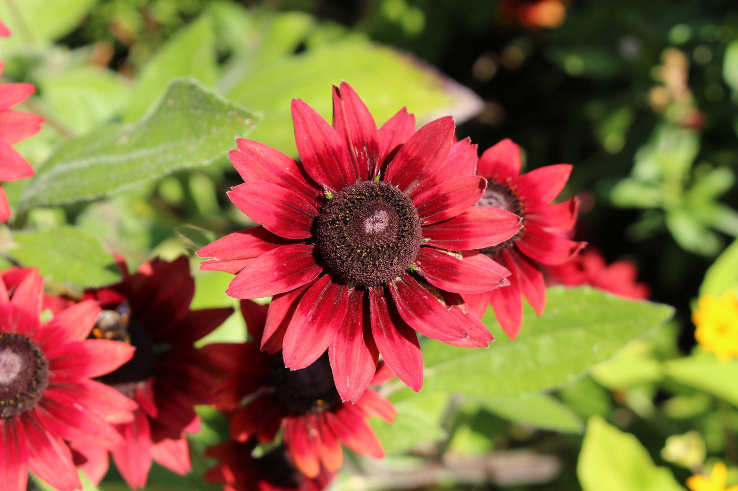 20 CHERRY BRANDY RUDBECKIA Hirta Bicolor Red Black Eyed Susan Flower Seeds