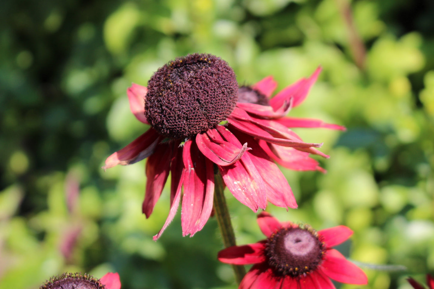 20 CHERRY BRANDY RUDBECKIA Hirta Bicolor Red Black Eyed Susan Flower Seeds