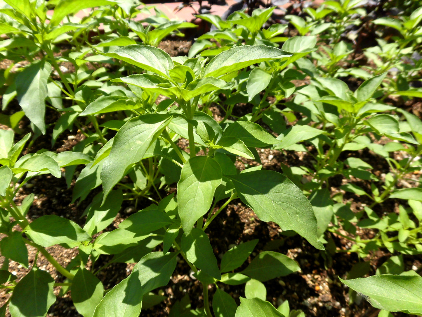 150 LIME BASIL Ocimum Basilicum HERB Flower Seeds