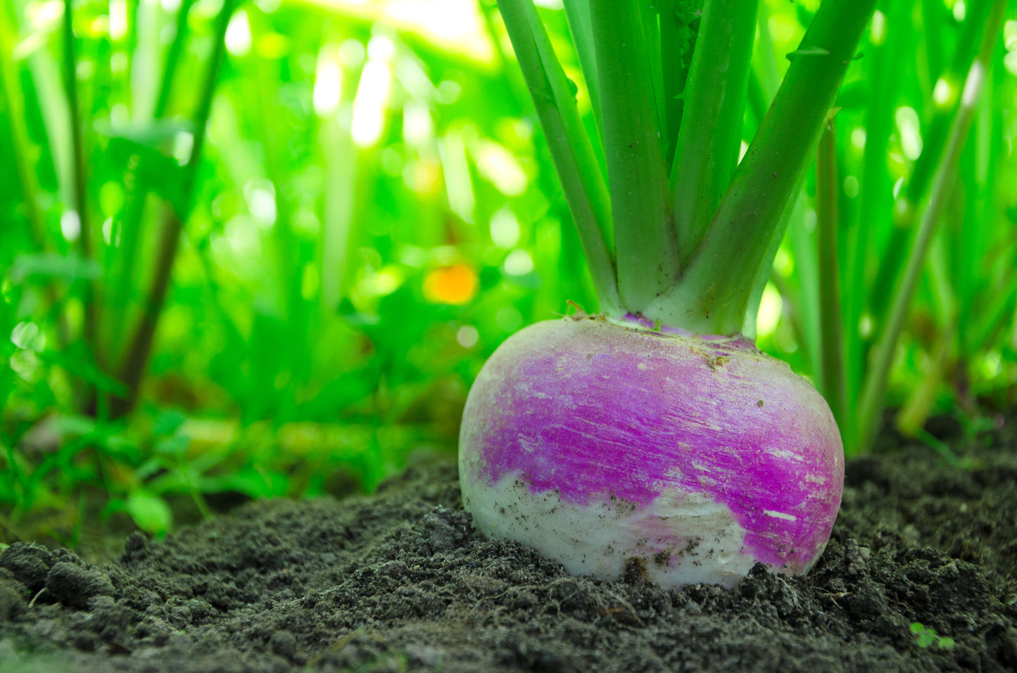 3000 PURPLE Top WHITE Globe TURNIP Brassica Rapa Vegetable Seeds