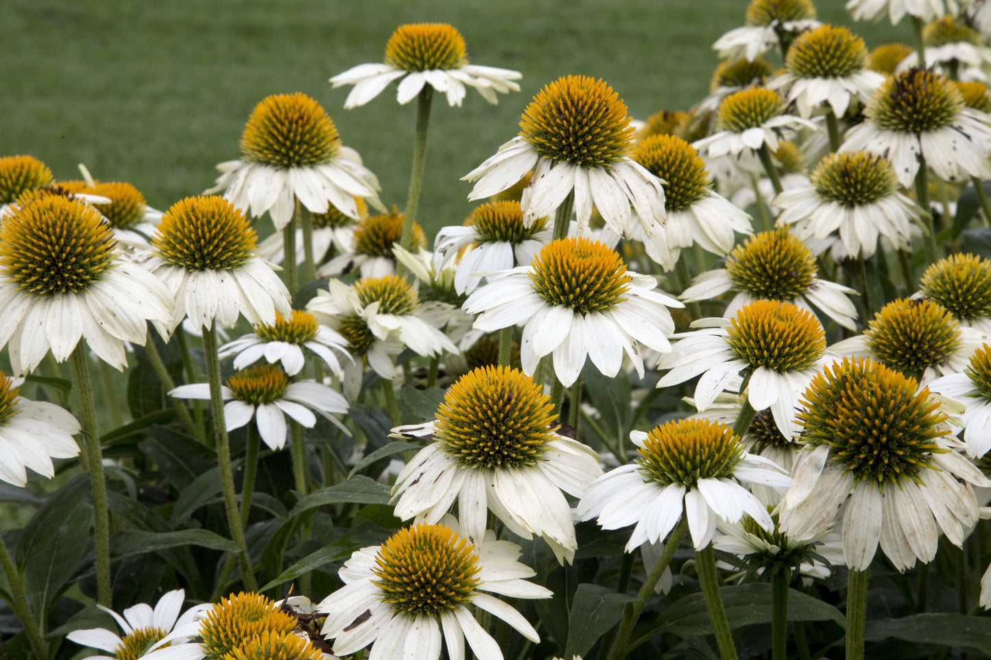 50 WHITE CONEFLOWER Echinacea Purpurea Flower Seeds