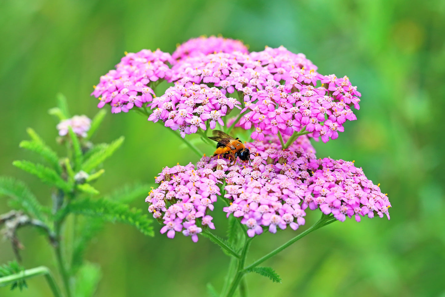 250 PINK Cerise QUEEN YARROW Achillea Millefolium Flower Seeds