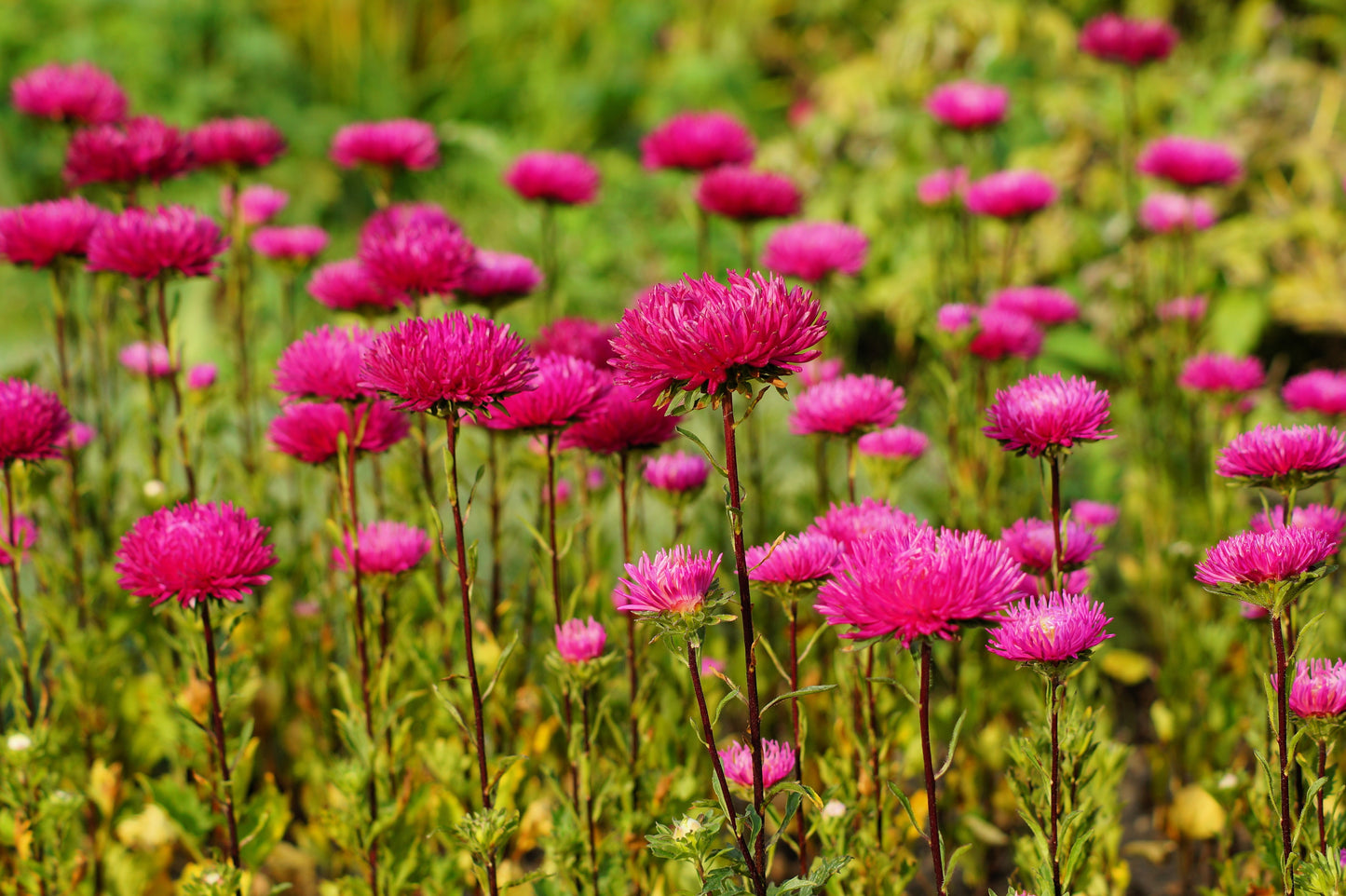 250 Double RED CHINA ASTER Callistephus Chinensis Flower Seeds