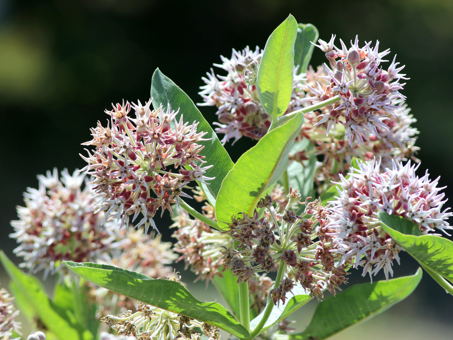 50 SHOWY (Greek) MILKWEED Asclepias Speciosa Flower Seeds