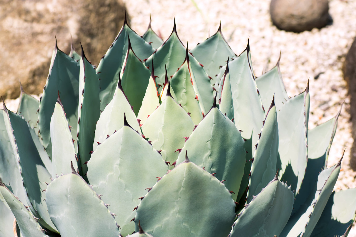 5  ARTICHOKE AGAVE Parry's Huachuca Agave Parryi Huachucensis Century Plant Succulent Cactus Seeds