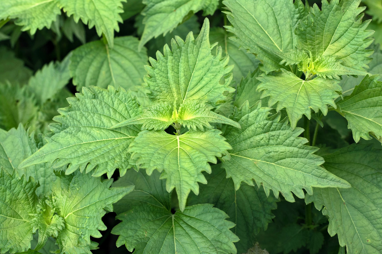 300 GREEN SHISO aka PERILLA Frutescens Ornamental Herb Seeds Green & Purple