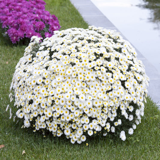 2000 OX EYE DAISY Marguerite Chrysanthemum Leucanthemum White Flower Seeds