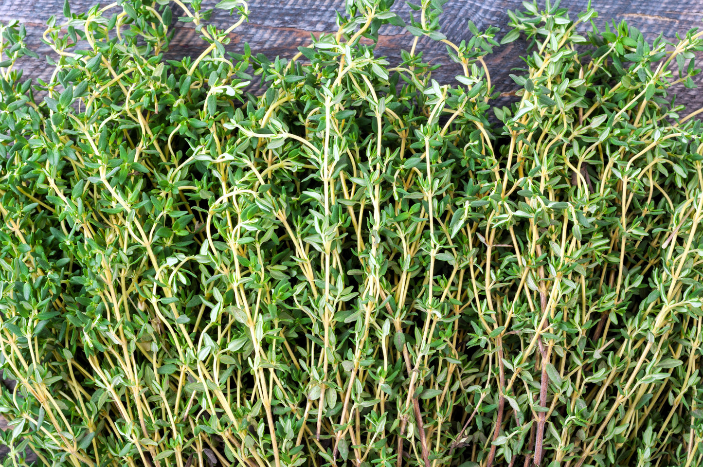 30 ORANGE THYME Orangelo Thymus Vulgaris Fragrantissimus Culinary Herb Seeds