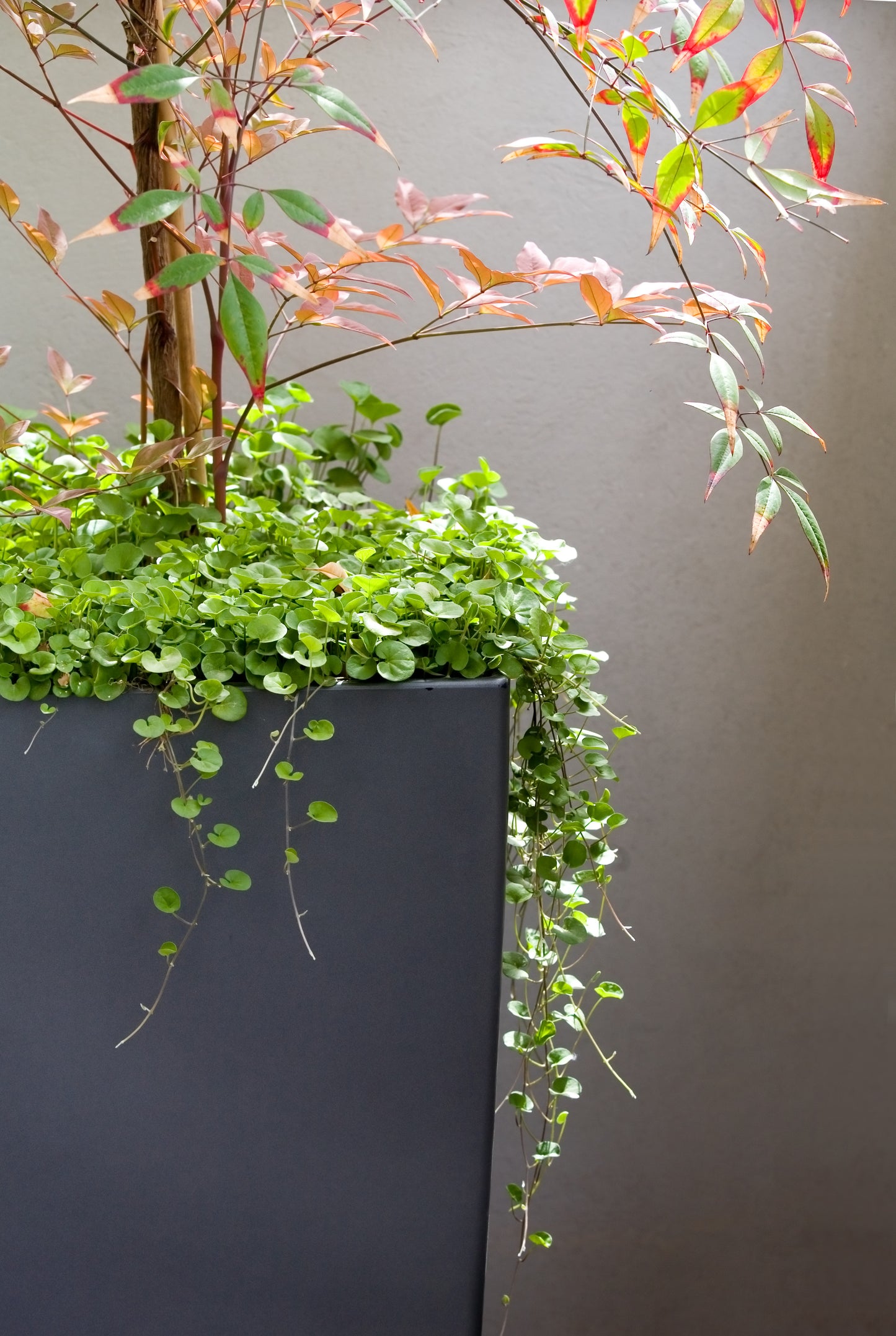 1000 DICHONDRA Repens aka Lawn Leaf Flower Evergreen Ground Cover Seeds