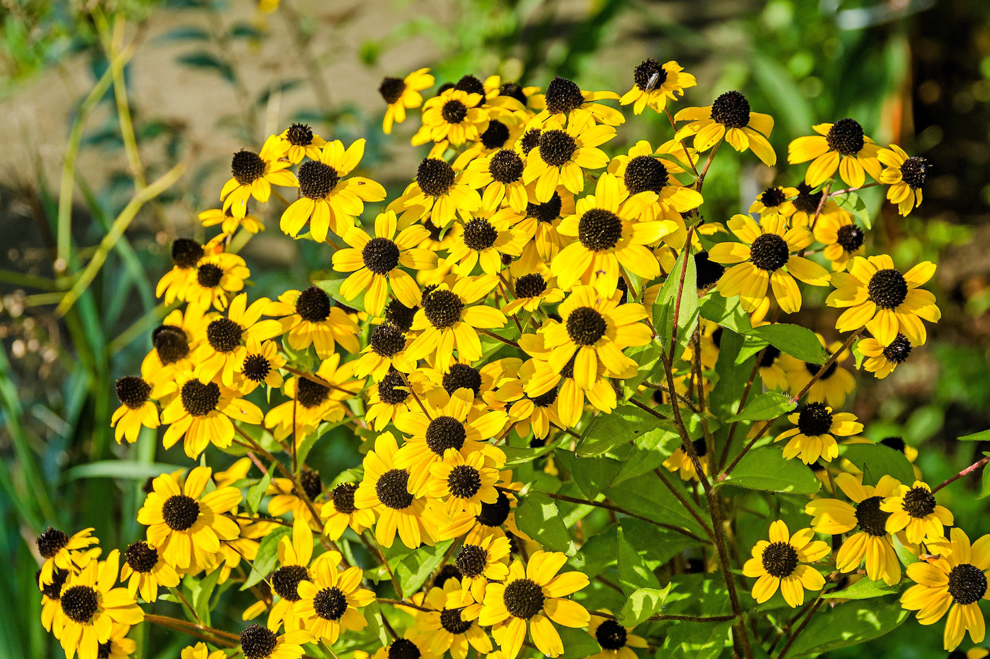 500 BROWN EYED SUSAN Rudbeckia Triloba Flower Seeds