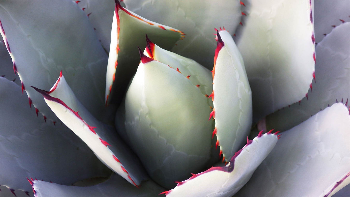 5  ARTICHOKE AGAVE Parry's Huachuca Agave Parryi Huachucensis Century Plant Succulent Cactus Seeds