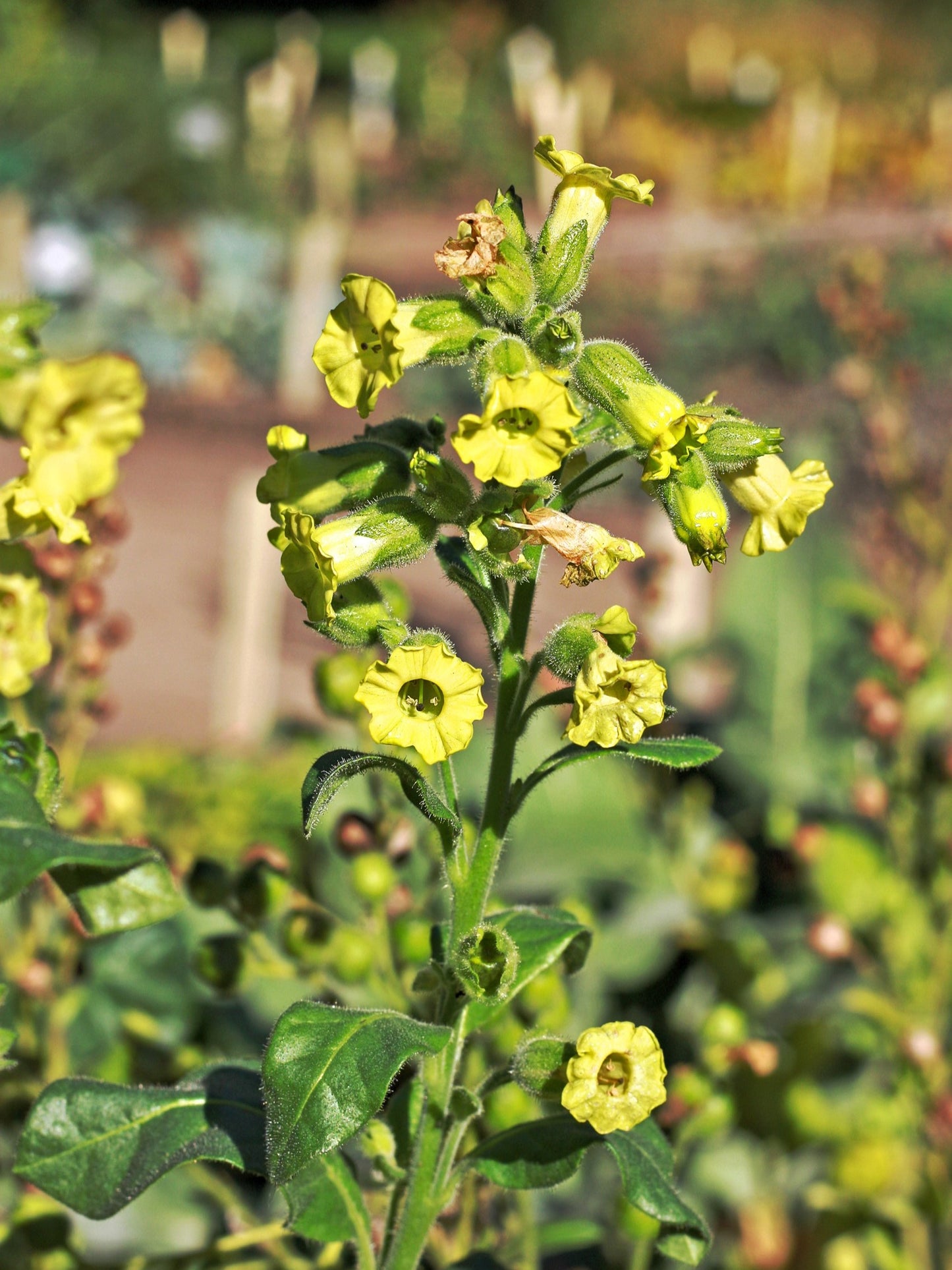eating tobacco leaves What is Tobacco Leaf Good For? Uses and Benefits Explained eating tobacco leaves What is Tobacco Leaf Good For? Uses and Benefits Explained