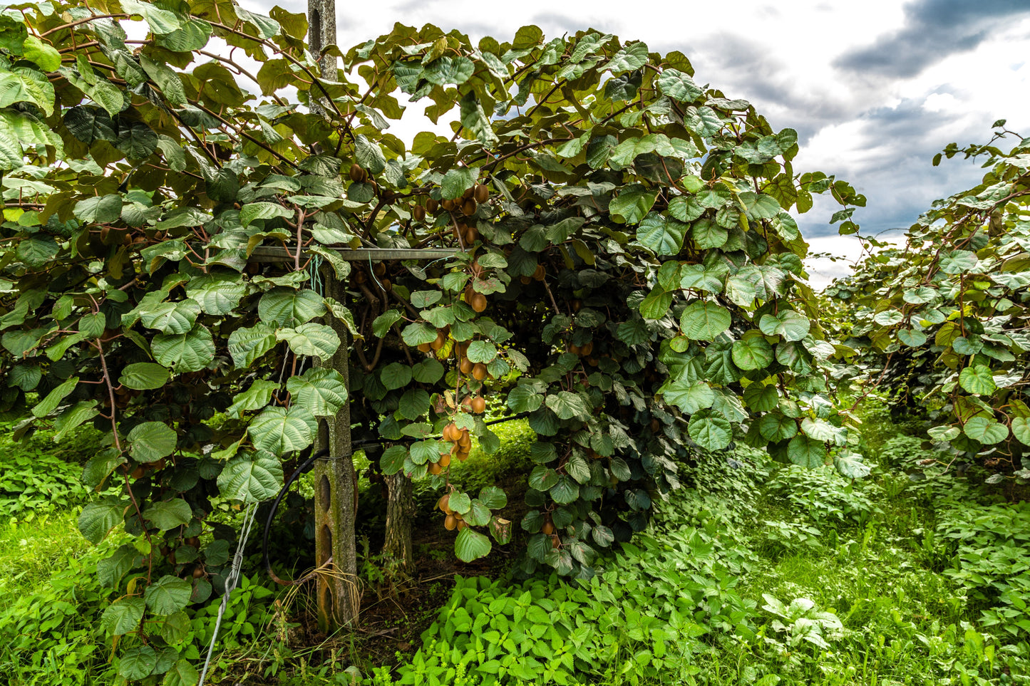 50 GOLDEN KIWI FRUIT Yellow Actinidia Chinensis Kiwifruit Chinese Gooseberry Flower Vine Seeds