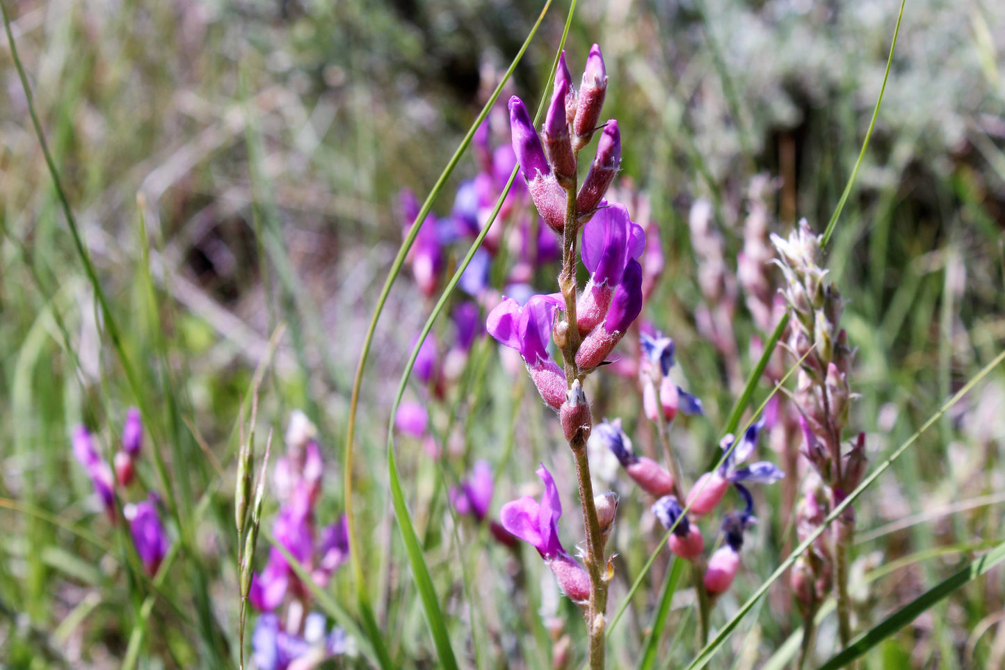 30 Purple LOCOWEED CRAZYWEED Oxytropis Lambertii Native Flower Seeds