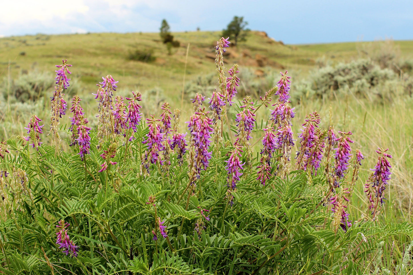 30 Purple LOCOWEED CRAZYWEED Oxytropis Lambertii Native Flower Seeds