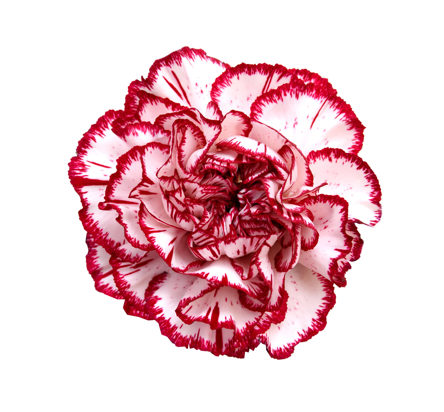 50 Avranchin RED & WHITE CARNATION Dianthus Caryophyllus Chabaud Flower Seeds