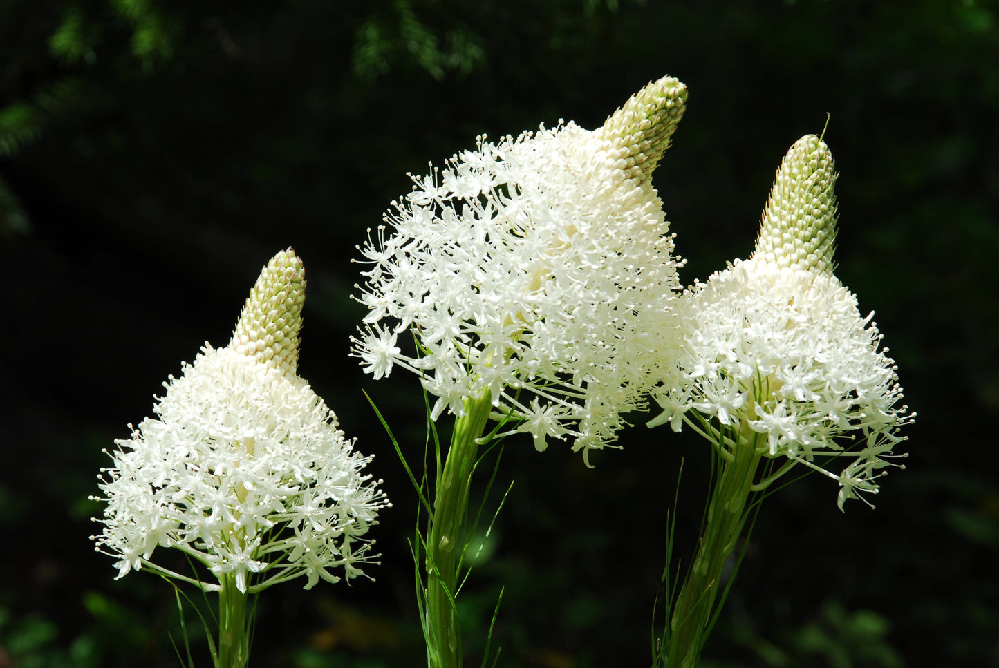 100 BEAR GRASS aka Bear LILY Beargrass Ornamental Xerophyllum Tenax Flower Seeds