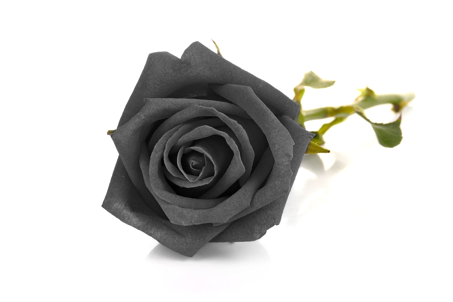 5 BLACK ROSE Rosa Bush Shrub Perennial Flower Seeds