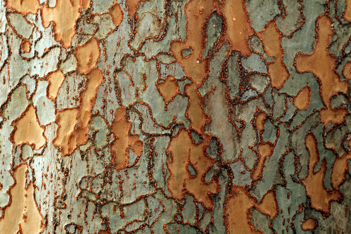 50 CHINESE ELM TREE Lacebark Ulmus Parvifolia Seeds