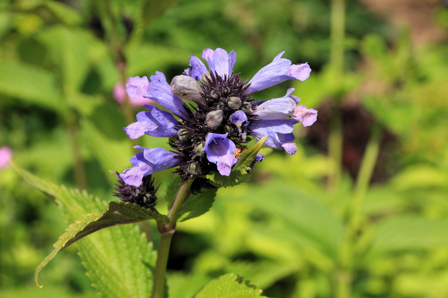 250 JAPANESE CATNIP Herb Purple Flower Jing Jie Schizonepeta Tenuifolia Seeds