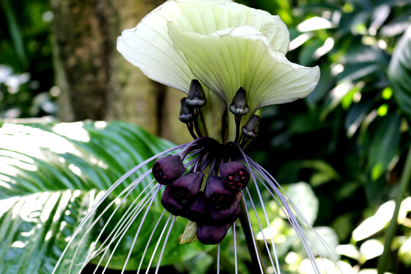 5 WHITE BAT FLOWER Tacca Integrifolia Nivea Bat Head Lily Flower Seeds