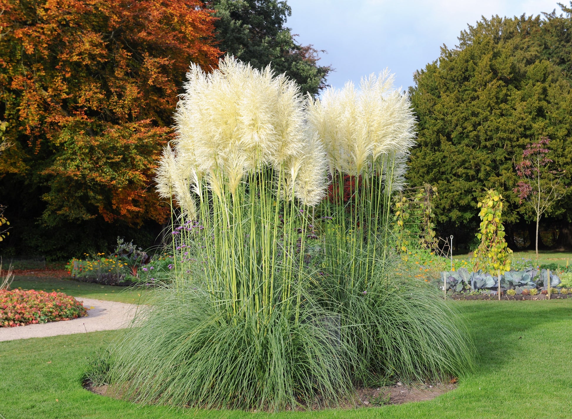 pampas flower seeds 200 WHITE PAMPAS GRASS Cortaderia Selloana Ornamental Flower Seeds
