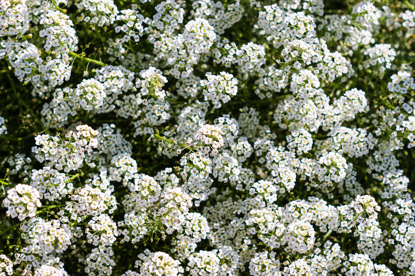 1000 WHITE SWEET ALYSSUM Carpet Of Snow Lobularia Maritima Flower Seeds