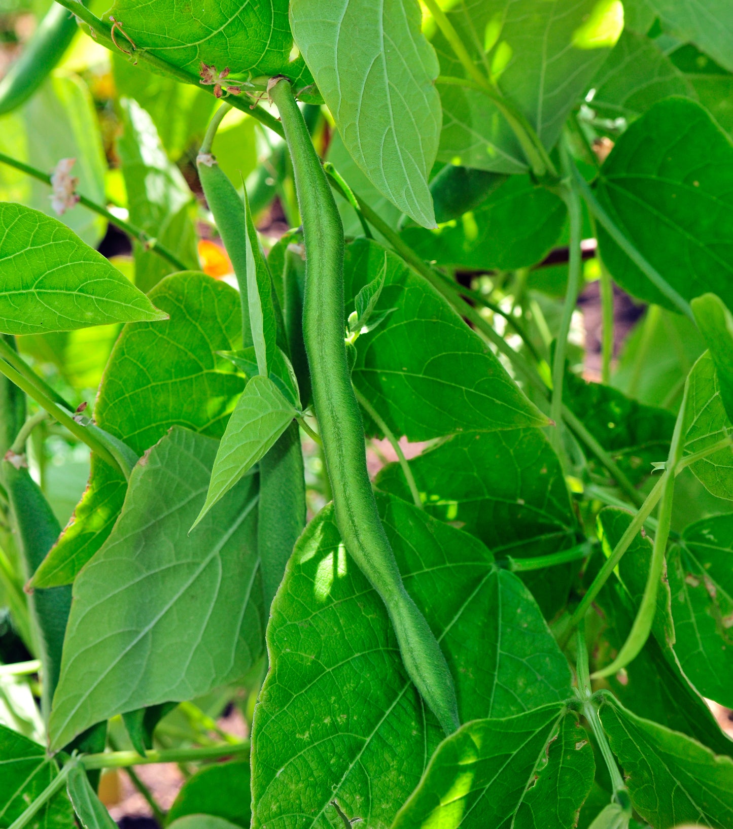 50 ROMA Italian GREEN BEAN Phaseolus Vulgaris Vegetable Seeds
