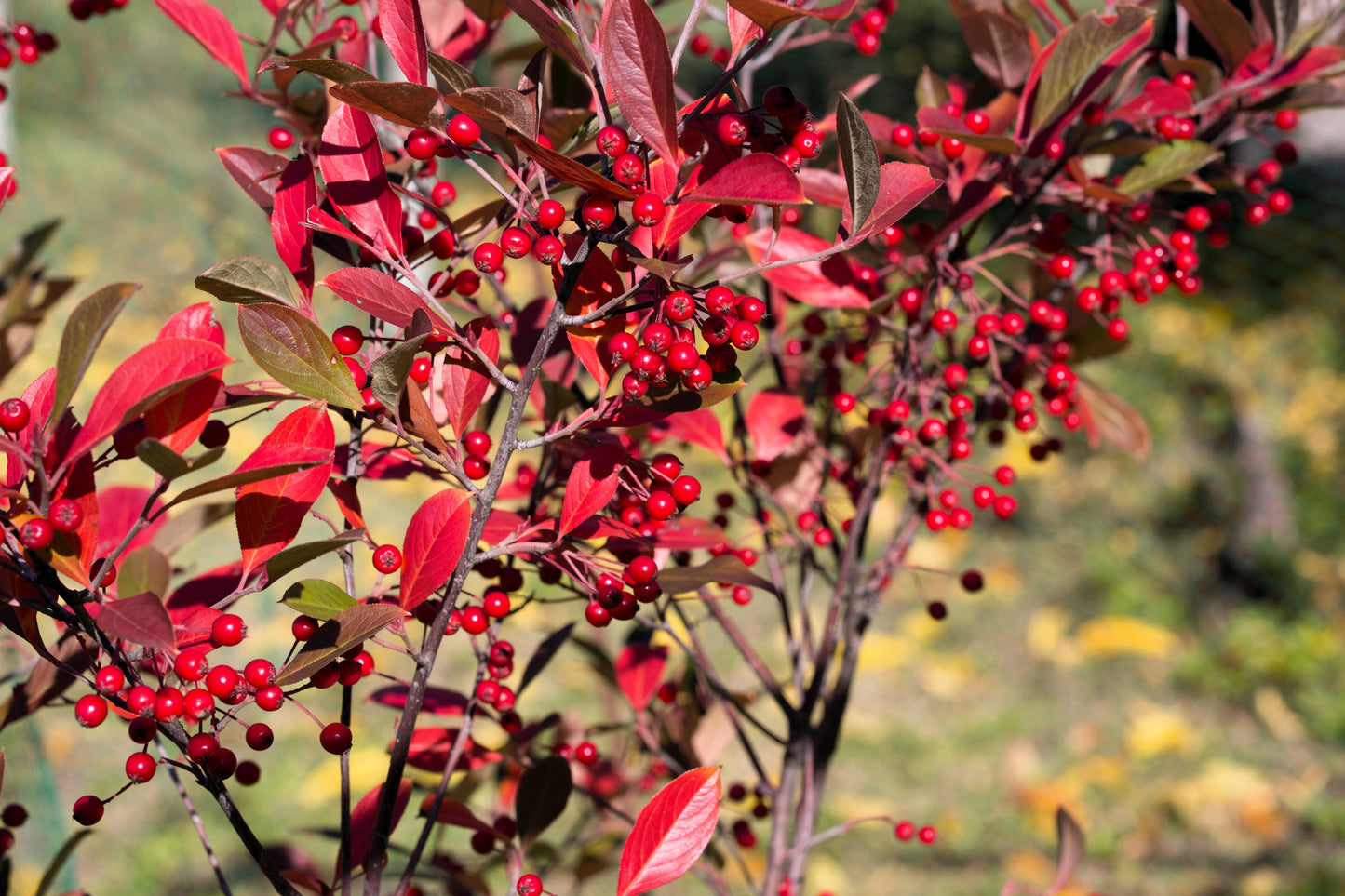 50 RED CHOKEBERRY Aronia Arbutifolia White Flower Fruit Shrub Seeds